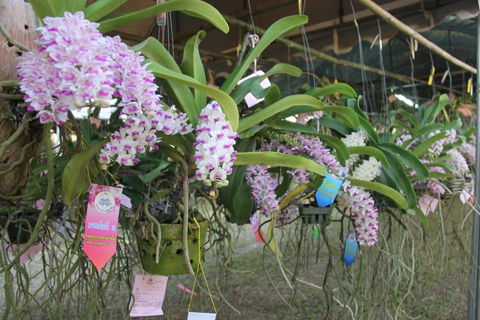 #สุโขทัย ดินแดนแห่งความสุข #เมื่อวันที่ 16 มกราคม 2560 เวลา 16.00 น. ที่บริเวณศาลตาผาแดง อุทยานประวัติศาสตร์สุโขทัย นายปิติ แก้วสลับสี ผู้ว่าราชการจังหวัดสุโขทัย เป็นประธานเปิดงานประกวดกล้วยไม้ช้างมรดกสุโขทัย และงานเกษตรแฟร์ 60 ที่จัดขึ้นระหว่างวันที่ 14