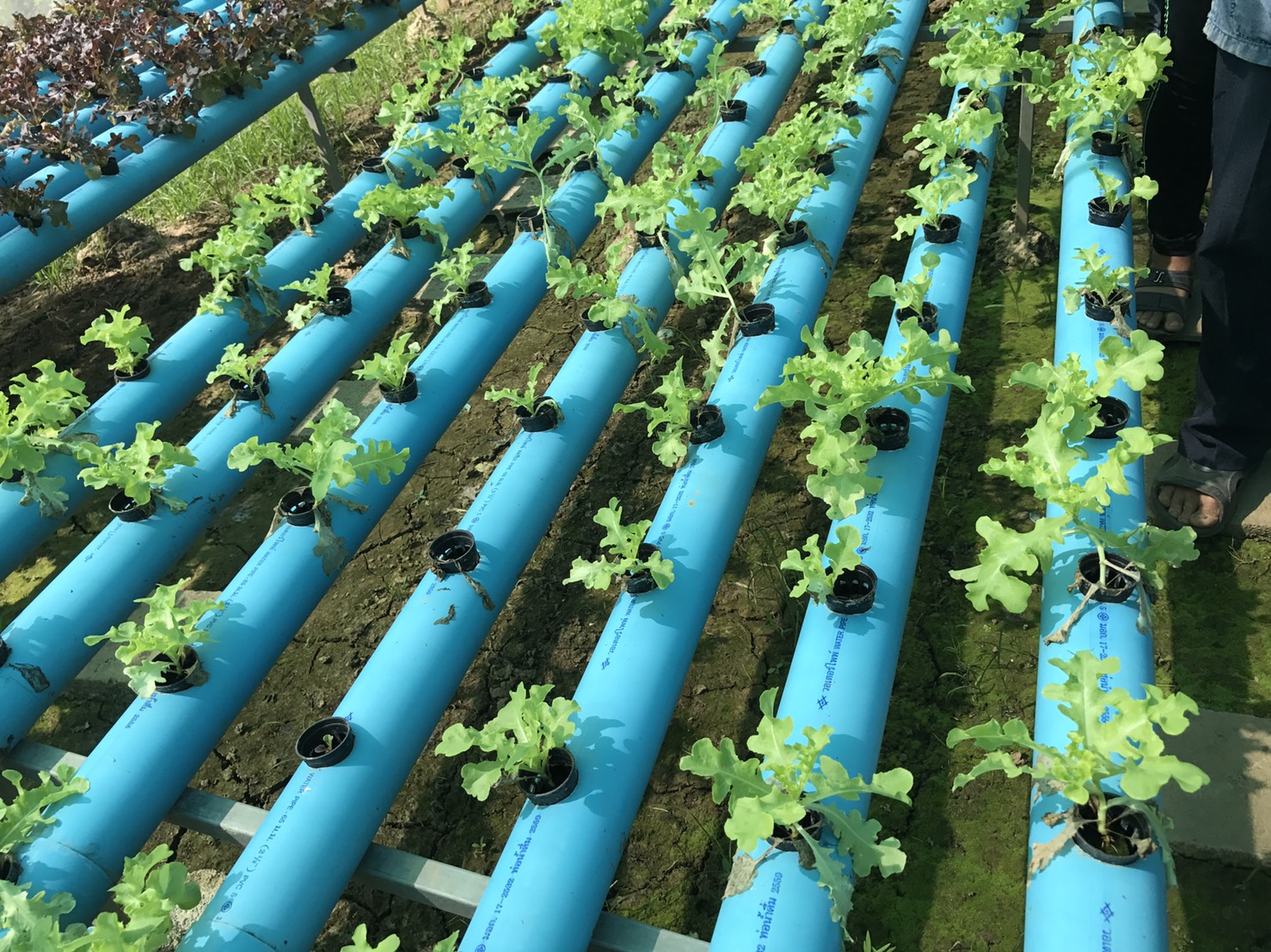 #สุโขทัย ดินแดนแห่งความสุข #เมื่อวันที่ 25 มกราคม 2560  นางสาวศิรินภา  สิทธิวงศ์ นักพัฒนาธุรกิจ กับ MD นายธงชัย  คงสนิท  ได้ลงพื้นที่เก็บข้อมูลกลุ่มผักไฮโนโปรนิค ที่บ้านหนองยาว ต.เกาะตาเลี้ยง อ.ศรีสำโรง  ข้อมูลพื้นฐานคือ เดิมมีจำนวนสมาชิก 15 คน ปัจจุบันร