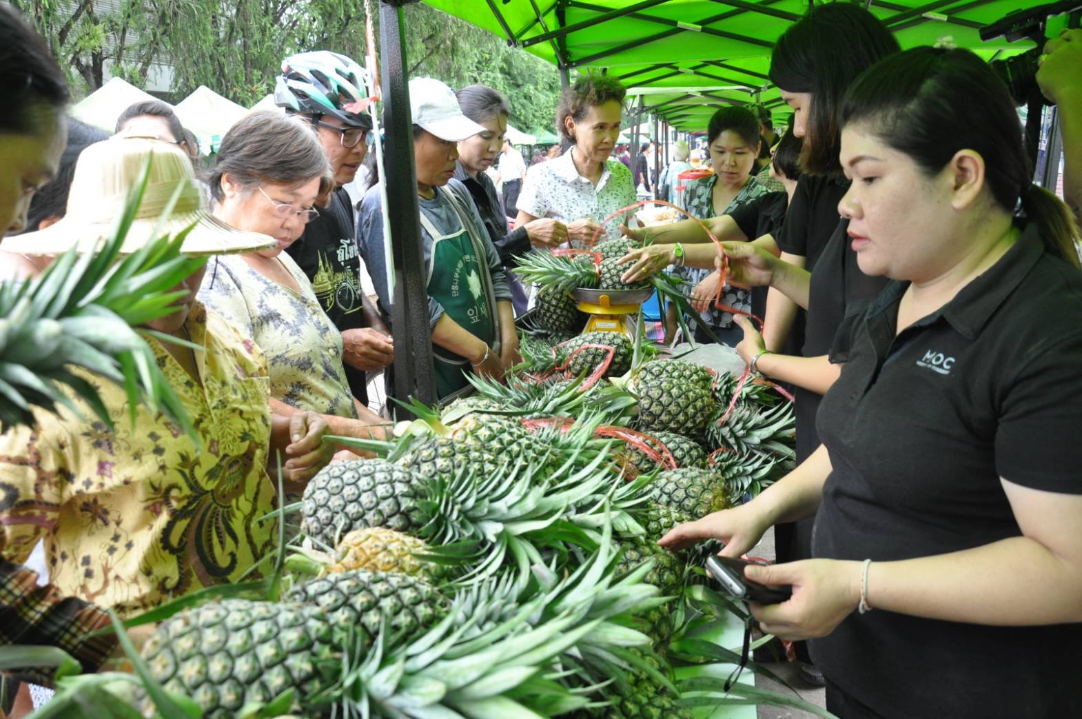พช.สท.ขานรับนโยบายผู้ว่าราชการจังหวัดสุโขทัย ช่วยเหลือเกษตรกรผู้ปลูกสัปปะรดห้วยมุ่น