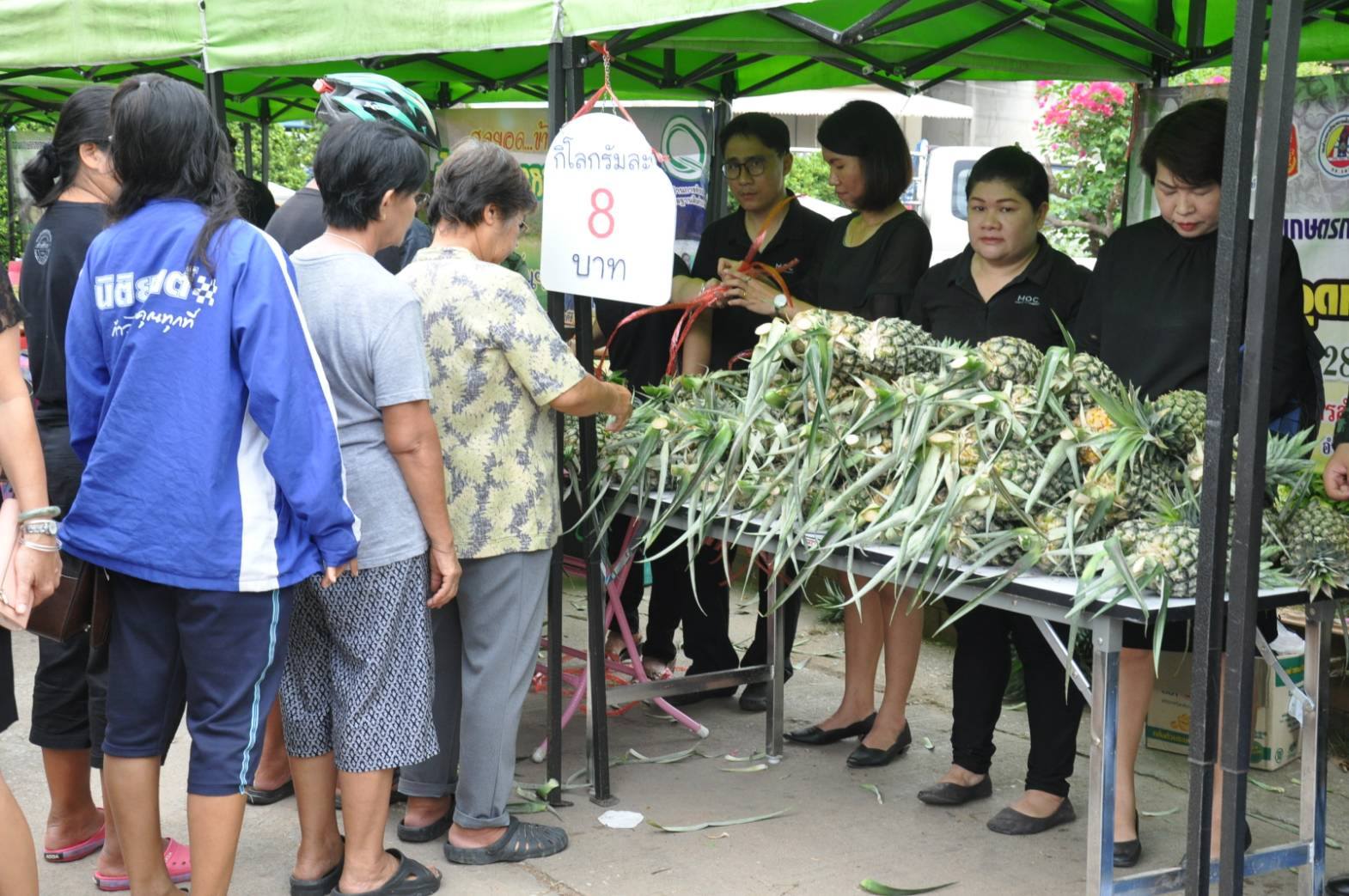 พช.สท.ขานรับนโยบายผู้ว่าราชการจังหวัดสุโขทัย ช่วยเหลือเกษตรกรผู้ปลูกสัปปะรดห้วยมุ่น