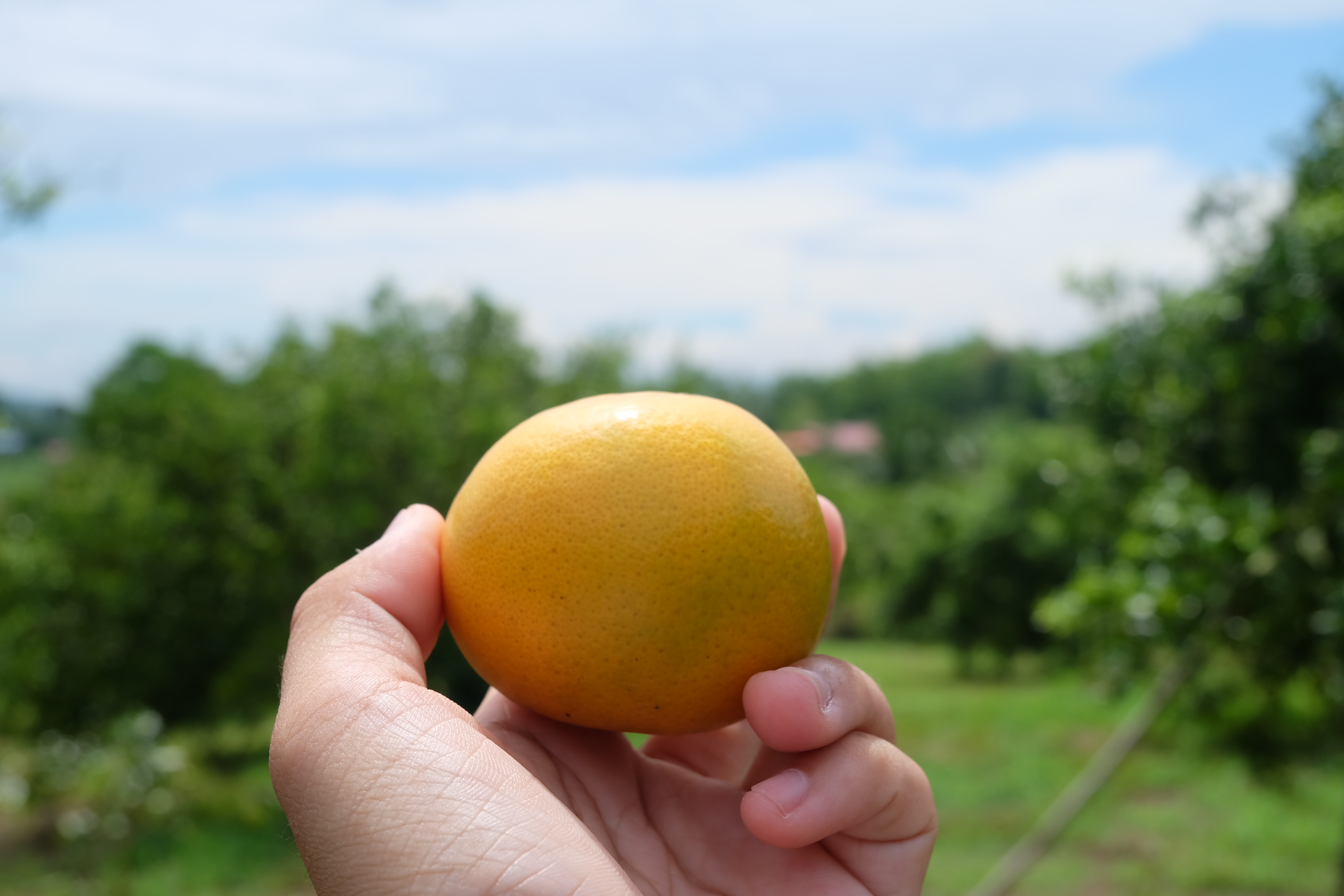 ลงพื้นที่ถ่ายทำวีดีทัศน์ “การส่งเสริมงานเศรษฐกิจฐานรากและประชารัฐ สุโขทัย” ณ กลุ่มแม่สินพัฒนาผลิตส้มปลอดสารพิษ