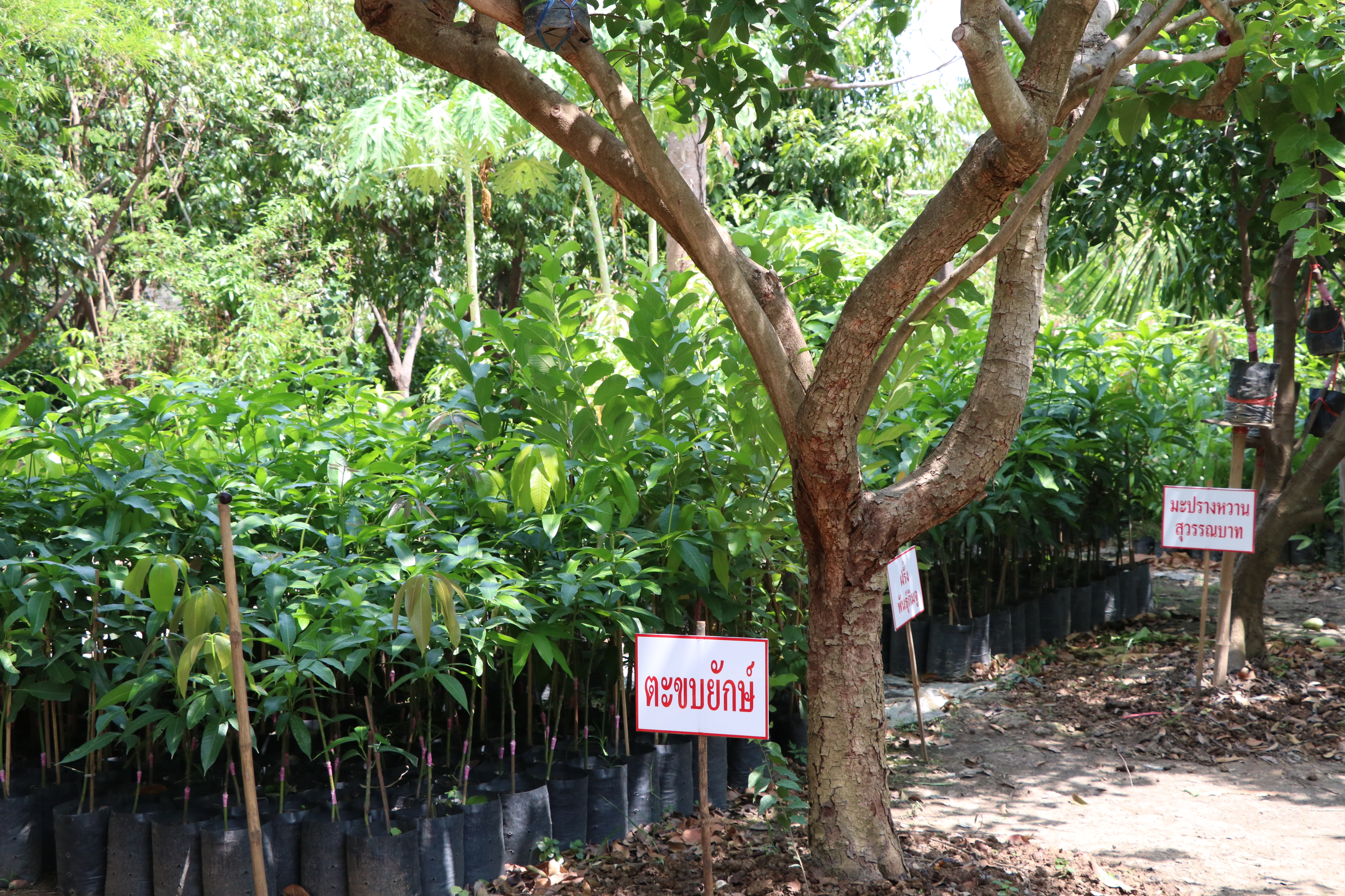 วันที่ 15 พฤษภาคม 2562 เวลา 13.30 น. นายสุวิน พึ่งเงิน พัฒนาการจังหวัดสุโขทัย มอบหมายให้นายบรรพจน์ จันทร์งาม หัวหน้ากลุ่มงานส่งเสริมฯ เป็นประธานคัดเลือกครัวเรือนสัมมาชีพชุมชนตัวอย่าง ระดับจังหวัด ประจำปี 2562