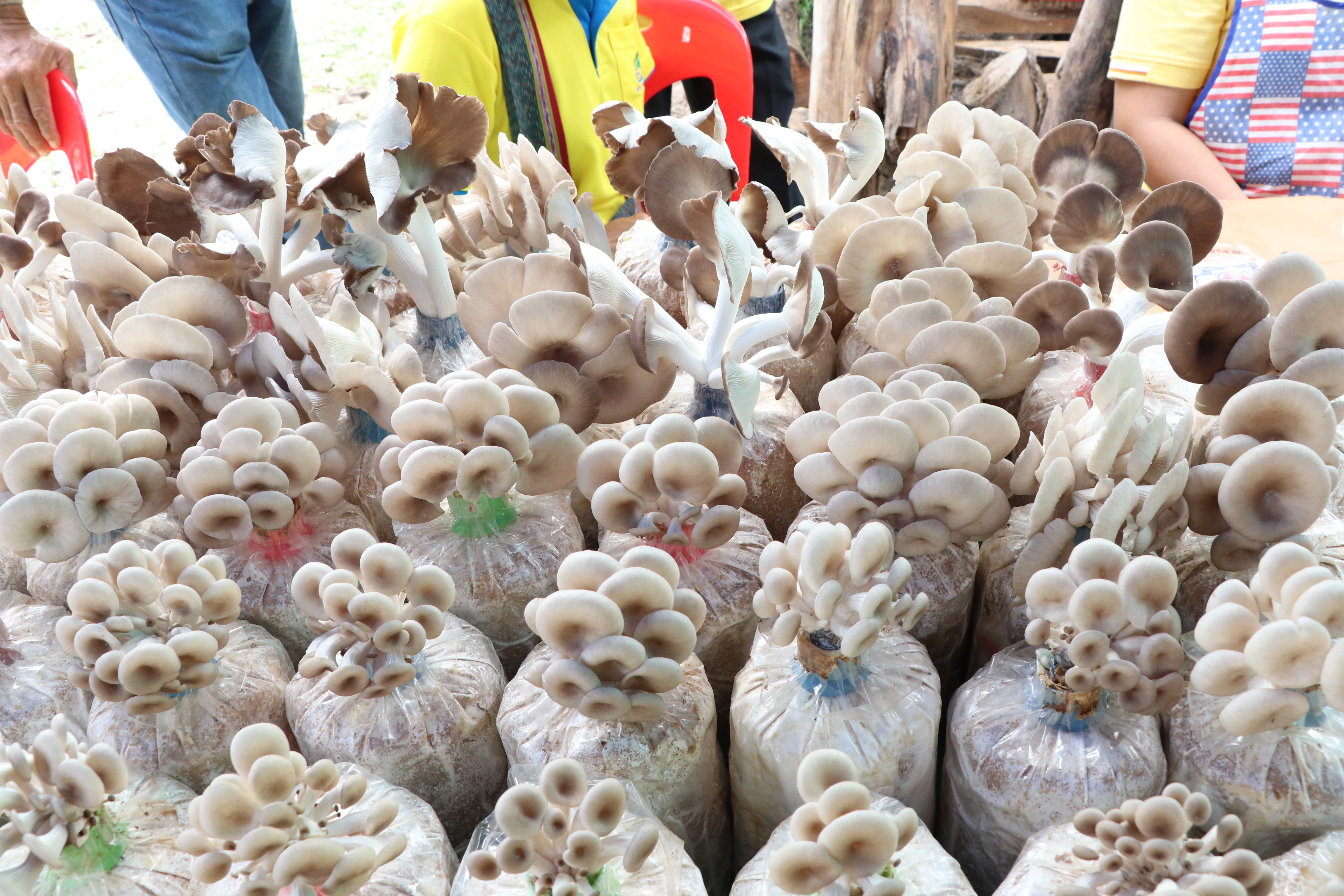 วันที่ 4 กรกฎาคม 2562 เวลา 09.00 น. นายไพบูลย์ บูรณสันติ ผู้ตรวจราชการกรมการพัฒนาชุมชน เขตตรวจราชการ ที่ 17,18 พร้อมด้วยคณะกรรมการตรวจติดตามคัดเลือกฯ ประจำปี 2562 ลงพื้นที่พิจารณาคัดเลือกกิจกรรมกลุ่มอาชีพกองทุนพัฒนาบทบาทสตรีดีเด่น (กลุ่มเพาะเห็ดนางฟ้า) หมู่ 6 ต.นาทุ่ง อ.สวรรคโลก จังหวัดสุโขทัย