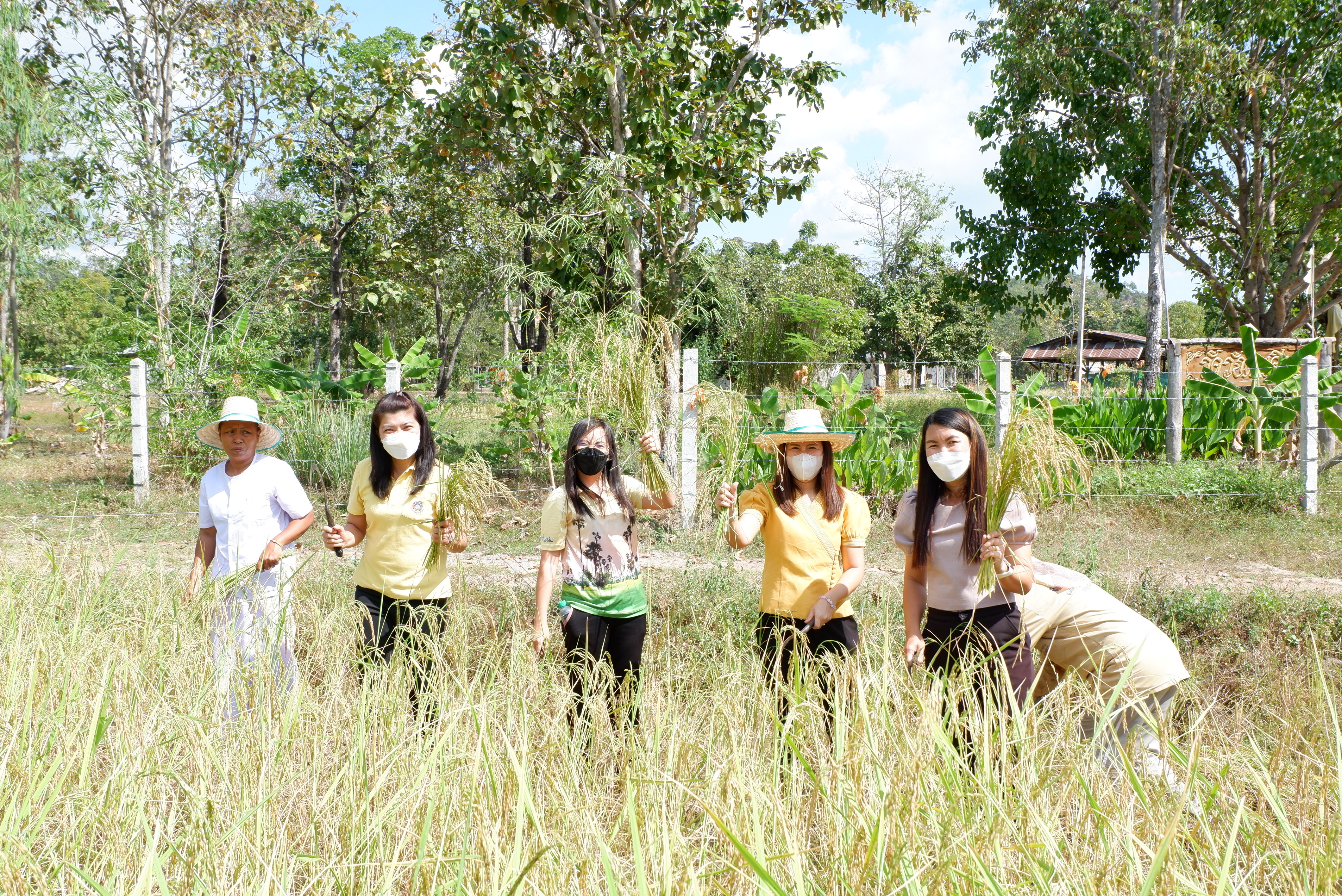 เกี่ยวข้าว เอามื้อสามัคคีร่วมกับพระสงฆ์ และชีพราหมณ์ บูรณาการความร่วมมือ ด้วยหลัก “บวร”