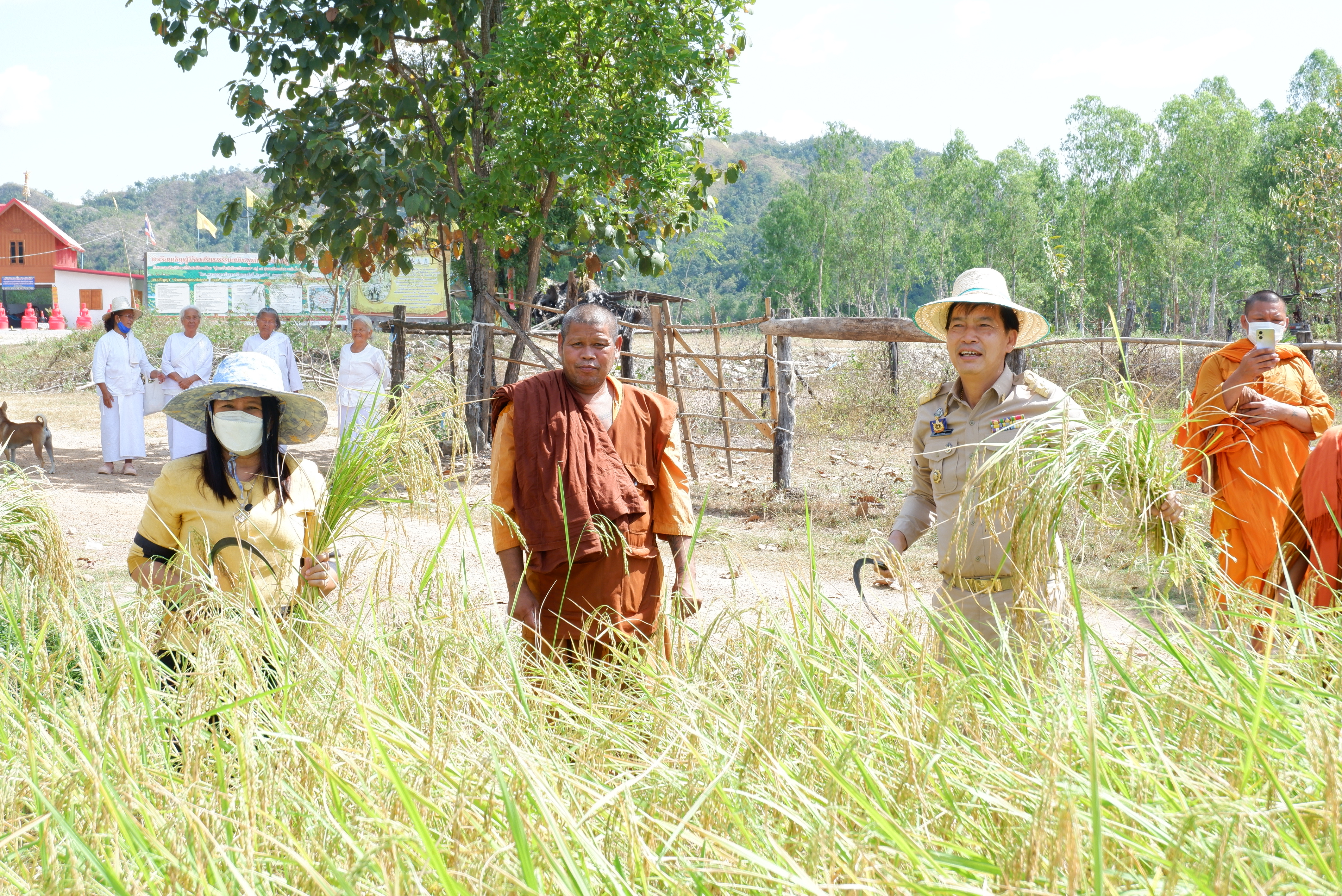 เกี่ยวข้าว เอามื้อสามัคคีร่วมกับพระสงฆ์ และชีพราหมณ์ บูรณาการความร่วมมือ ด้วยหลัก “บวร”