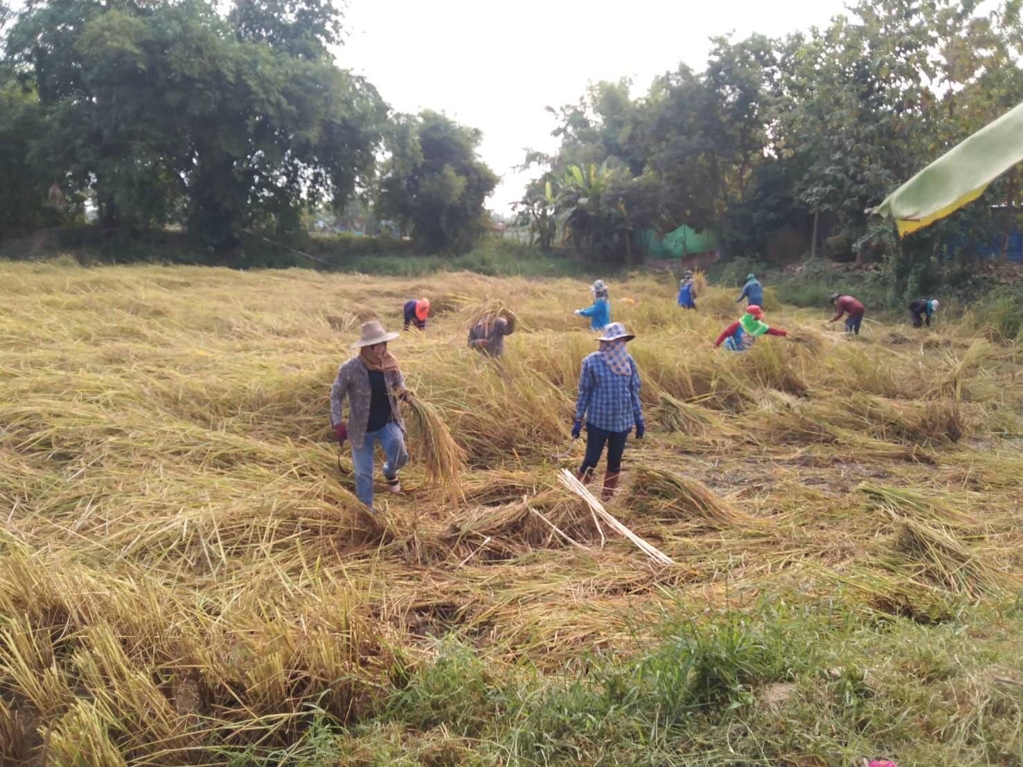 จังหวัดสุโขทัย ร่วมกิจกรรมเอามื้อสามัคคีเครือข่ายโคกหนองนาตำบล บ้านสวน อำเภอเมืองสุโขทัย