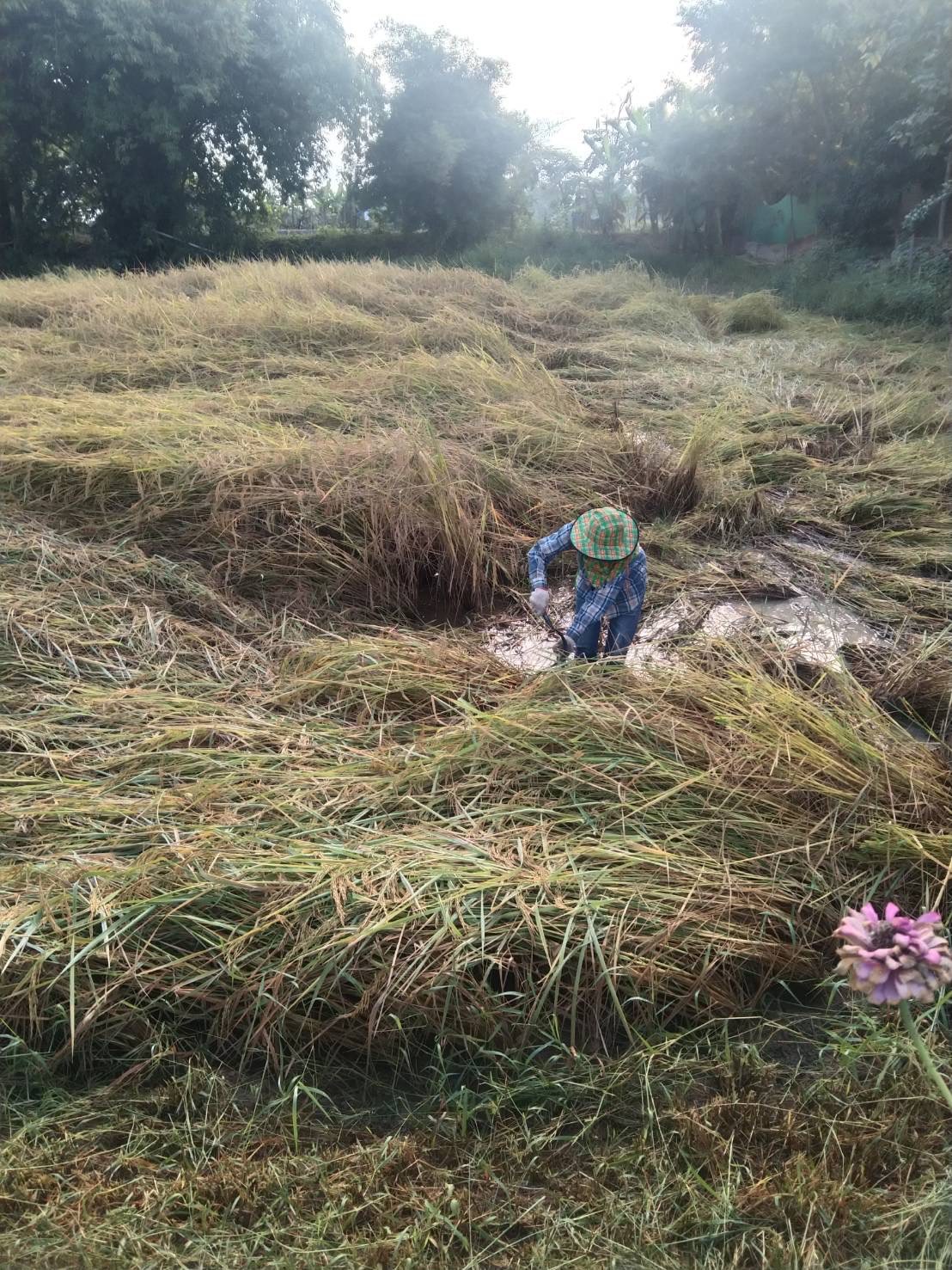 จังหวัดสุโขทัย ร่วมกิจกรรมเอามื้อสามัคคีเครือข่ายโคกหนองนาตำบล บ้านสวน อำเภอเมืองสุโขทัย