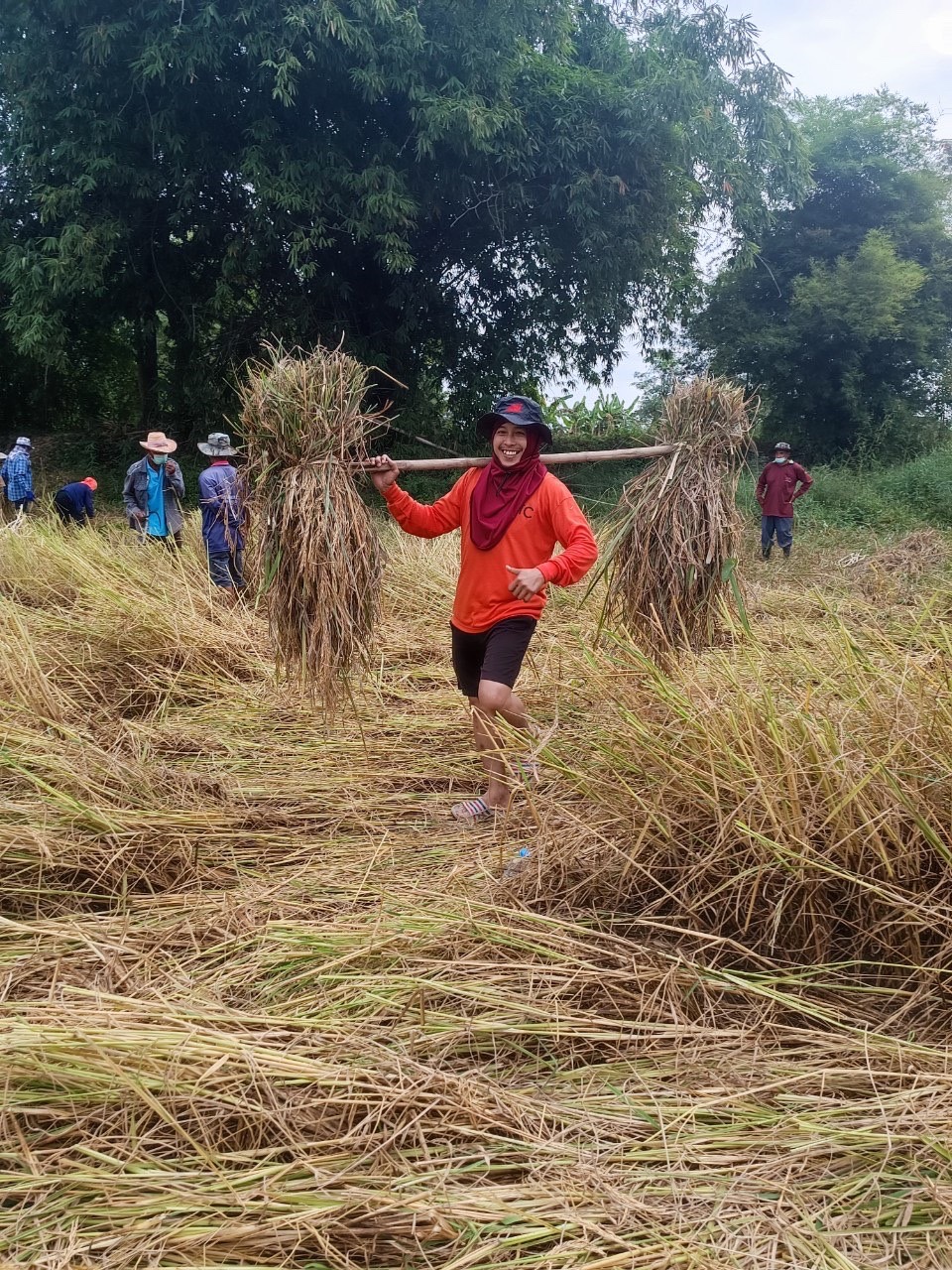 จังหวัดสุโขทัย ร่วมกิจกรรมเอามื้อสามัคคีเครือข่ายโคกหนองนาตำบล บ้านสวน อำเภอเมืองสุโขทัย