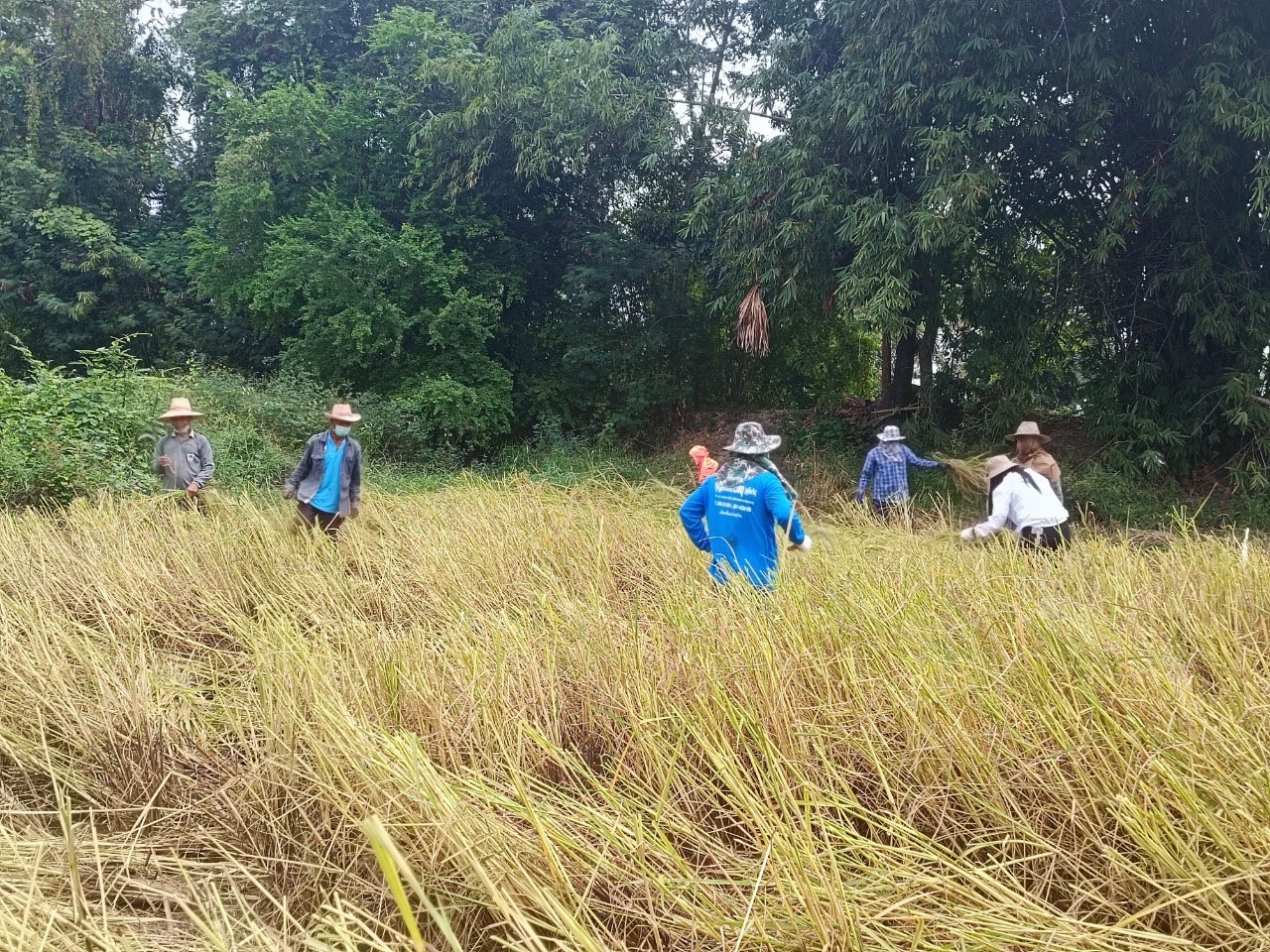 จังหวัดสุโขทัย ร่วมกิจกรรมเอามื้อสามัคคีเครือข่ายโคกหนองนาตำบล บ้านสวน อำเภอเมืองสุโขทัย