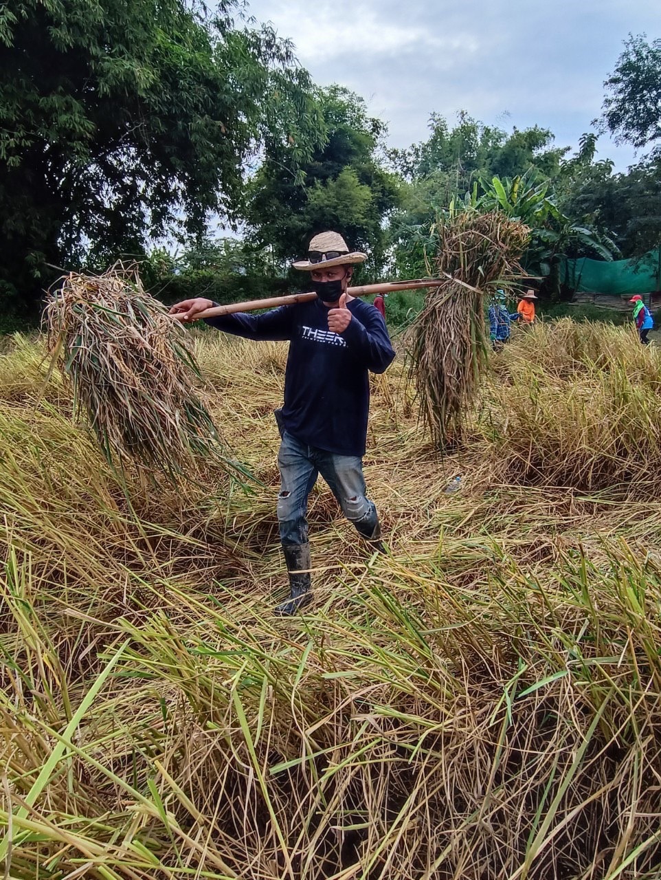 จังหวัดสุโขทัย ร่วมกิจกรรมเอามื้อสามัคคีเครือข่ายโคกหนองนาตำบล บ้านสวน อำเภอเมืองสุโขทัย