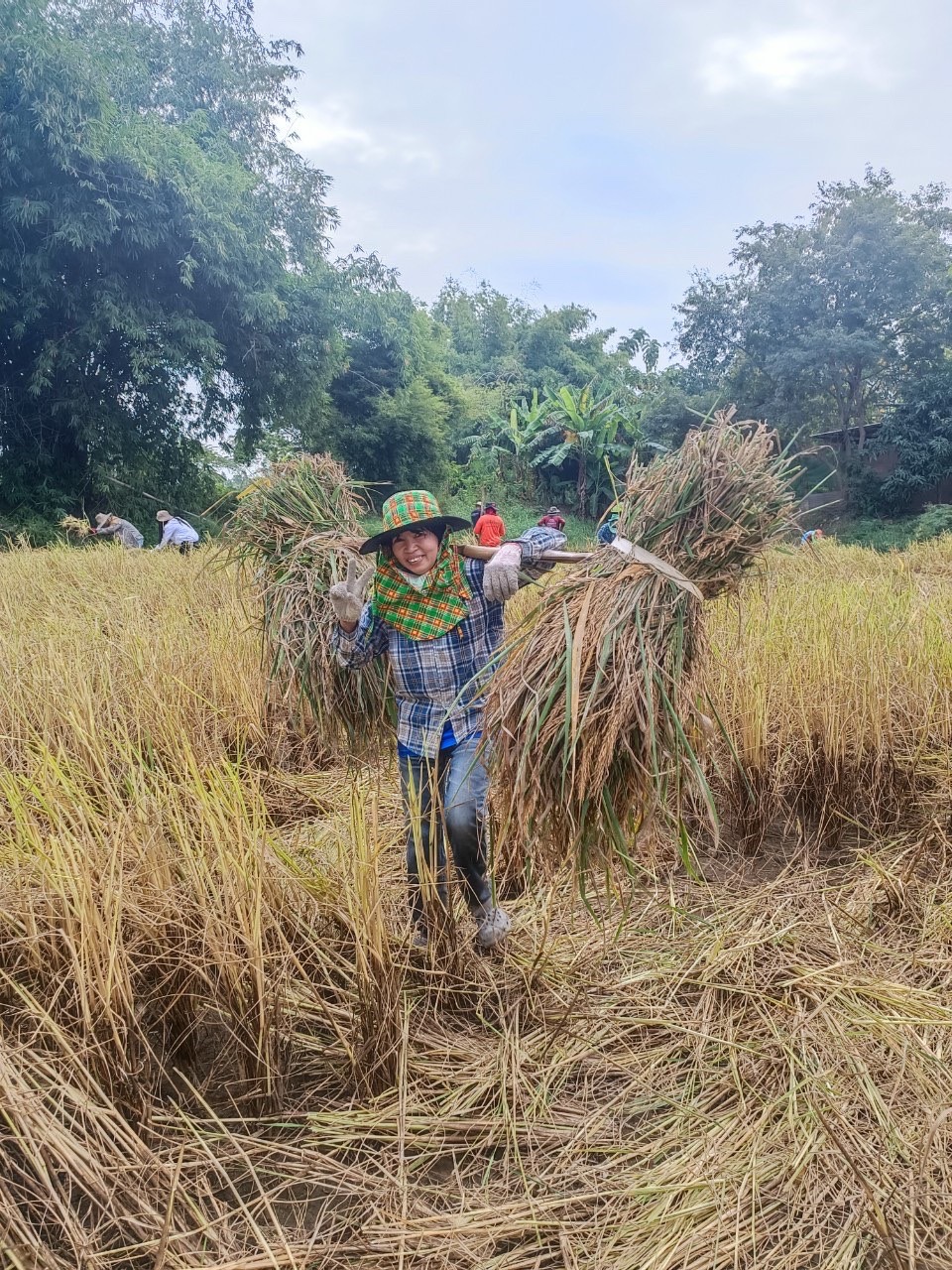 จังหวัดสุโขทัย ร่วมกิจกรรมเอามื้อสามัคคีเครือข่ายโคกหนองนาตำบล บ้านสวน อำเภอเมืองสุโขทัย