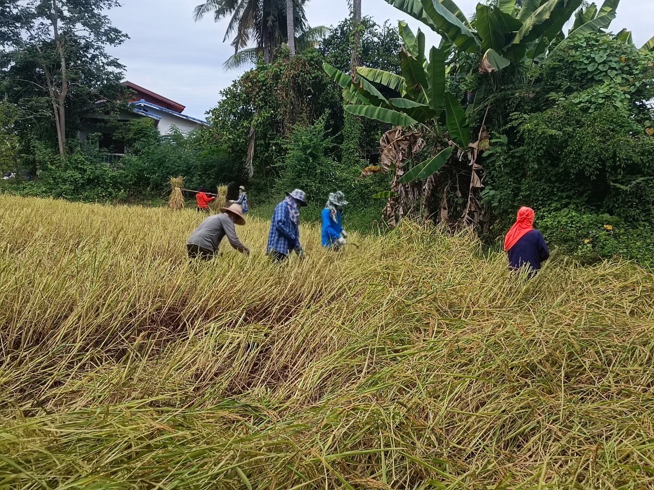 จังหวัดสุโขทัย ร่วมกิจกรรมเอามื้อสามัคคีเครือข่ายโคกหนองนาตำบล บ้านสวน อำเภอเมืองสุโขทัย