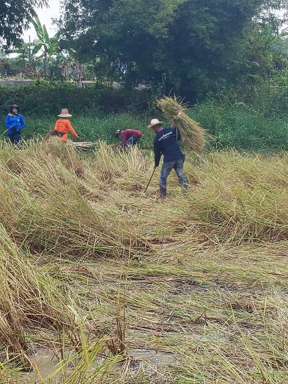 จังหวัดสุโขทัย ร่วมกิจกรรมเอามื้อสามัคคีเครือข่ายโคกหนองนาตำบล บ้านสวน อำเภอเมืองสุโขทัย