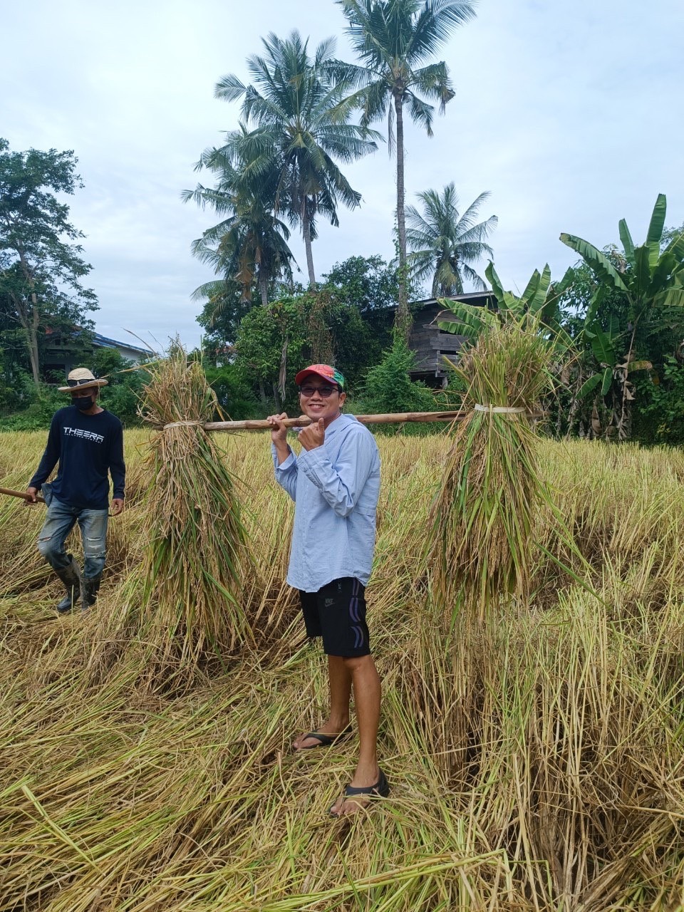 จังหวัดสุโขทัย ร่วมกิจกรรมเอามื้อสามัคคีเครือข่ายโคกหนองนาตำบล บ้านสวน อำเภอเมืองสุโขทัย