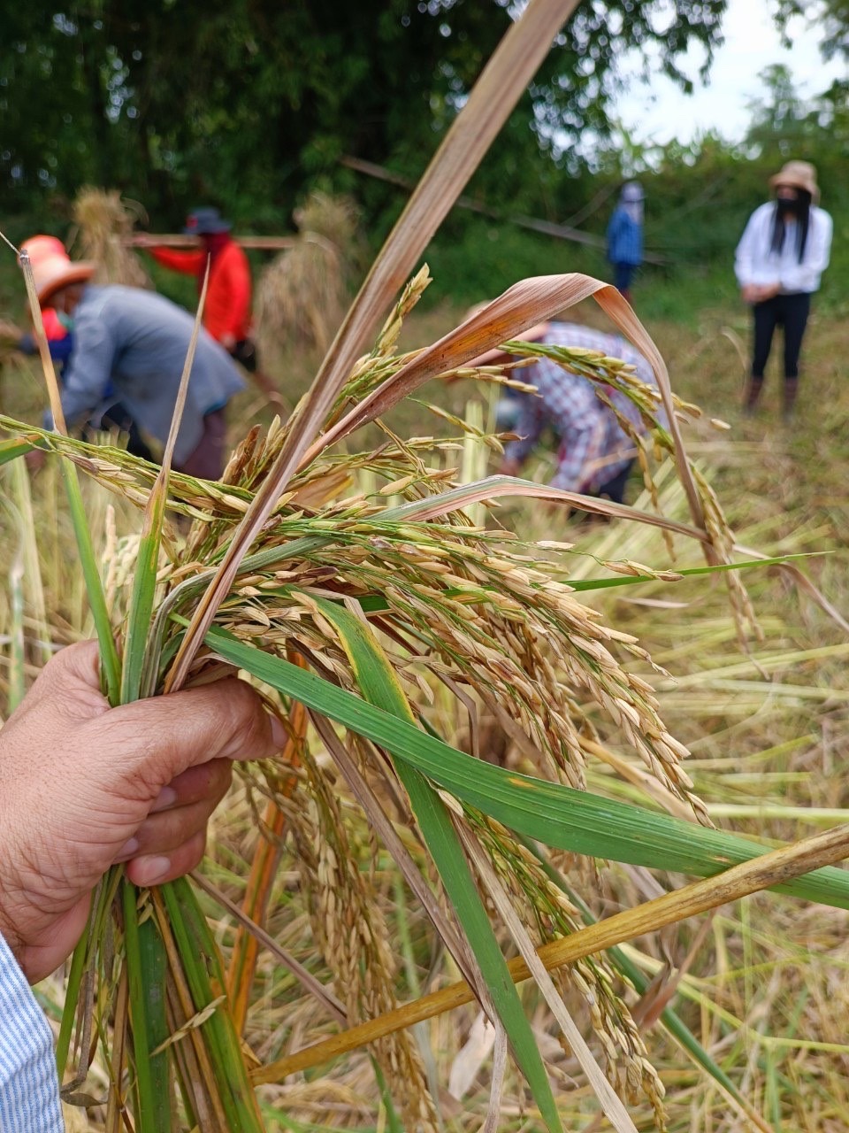 จังหวัดสุโขทัย ร่วมกิจกรรมเอามื้อสามัคคีเครือข่ายโคกหนองนาตำบล บ้านสวน อำเภอเมืองสุโขทัย