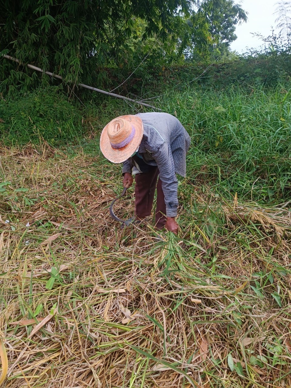 จังหวัดสุโขทัย ร่วมกิจกรรมเอามื้อสามัคคีเครือข่ายโคกหนองนาตำบล บ้านสวน อำเภอเมืองสุโขทัย