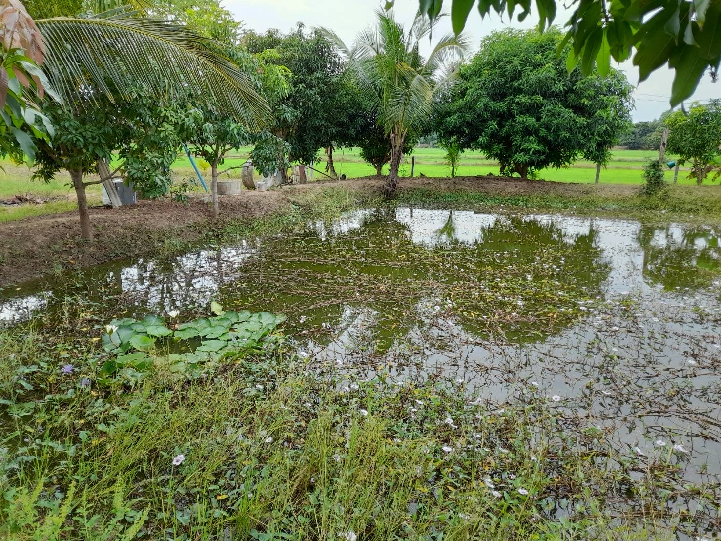 จังหวัดสุโขทัย พอดี พอเพียง@โคก หนอง นา กงไกรลาศ