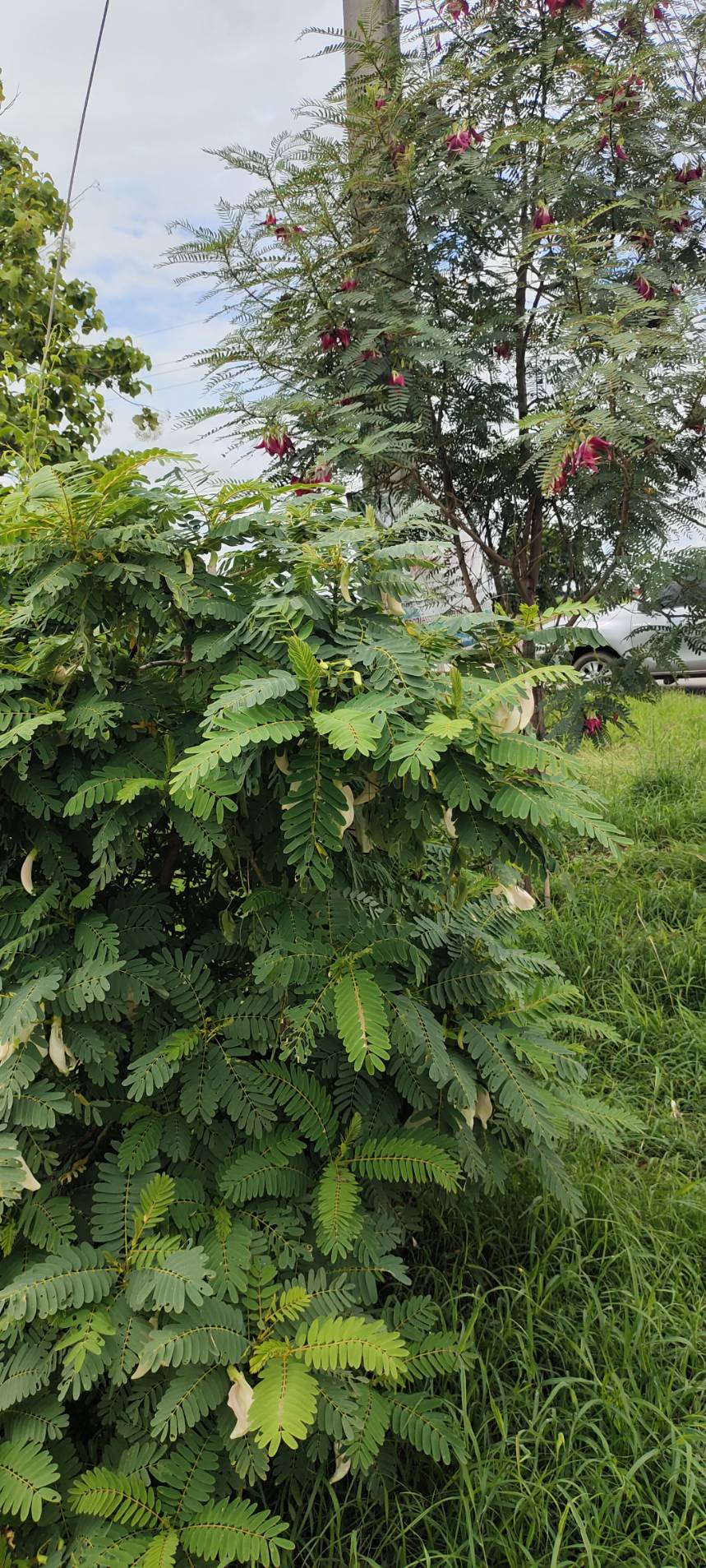 ลงพื้นที่ติดตาม การดำเนินงานการน้อมนำพระราชดำริสมเด็จพระกนิษฐาธิราชเจ้า กรมสมเด็จพระเทพรัตนราชสุดาฯ สยามบรมราชกุมารี สู่ปฏิบัติการปลูกผักสวนครัว เพื่อสร้างความมั่นคงทางอาหาร กิจกรรม “บ้านนี้มีรัก ปลูกผักกินเอง” และ “ทางนี้มีผล ผู้คนรักกัน”