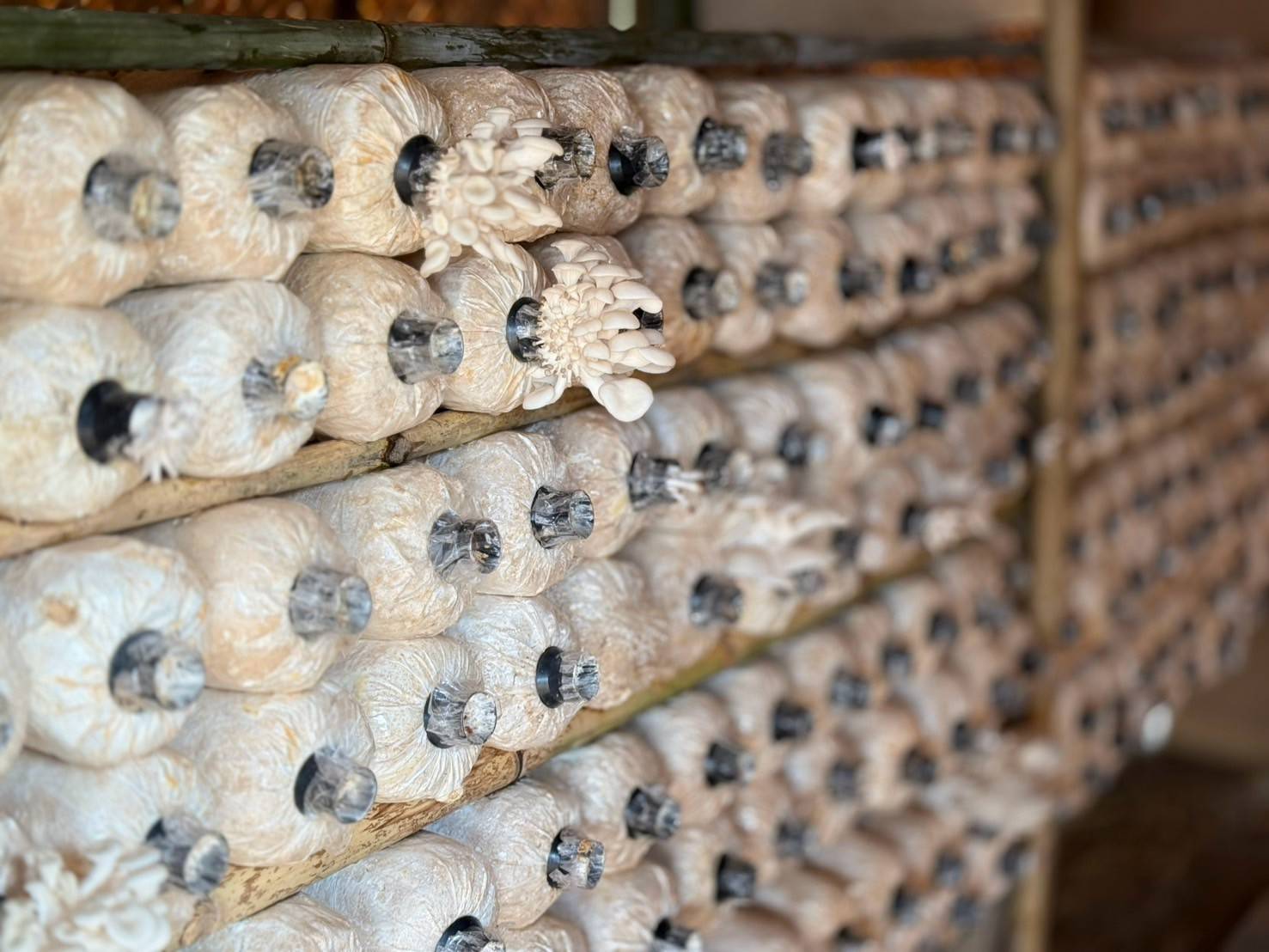 กิจกรรม ผู้นำอาสาพัฒนาชุมชนสัญจร จังหวัดสุโขทัย ภายใต้แนวคิด “อช.รวมใจ ขจัดภัยแก้จน พัฒนาชุมชนอย่างพอเพียง”