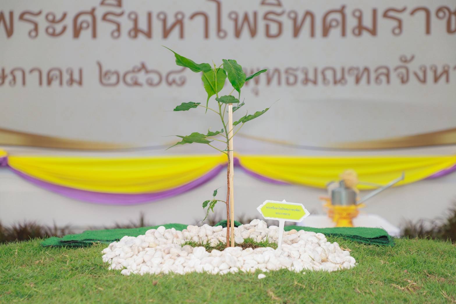 จังหวัดสุโขทัยจัดพิธีปลูก “พระศรีมหาโพธิทศมราชบพิตร” และชมวีดิทัศน์ “ธรรมนาวาวัง” ธรรมะพระราชทาน เนื่องในวันวิสาขบูชา พ.ศ. 2568